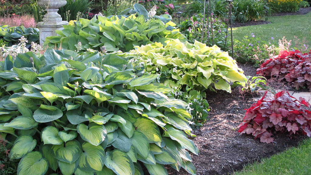 Hosta Questions Contact - Indianapolis Hosta Society